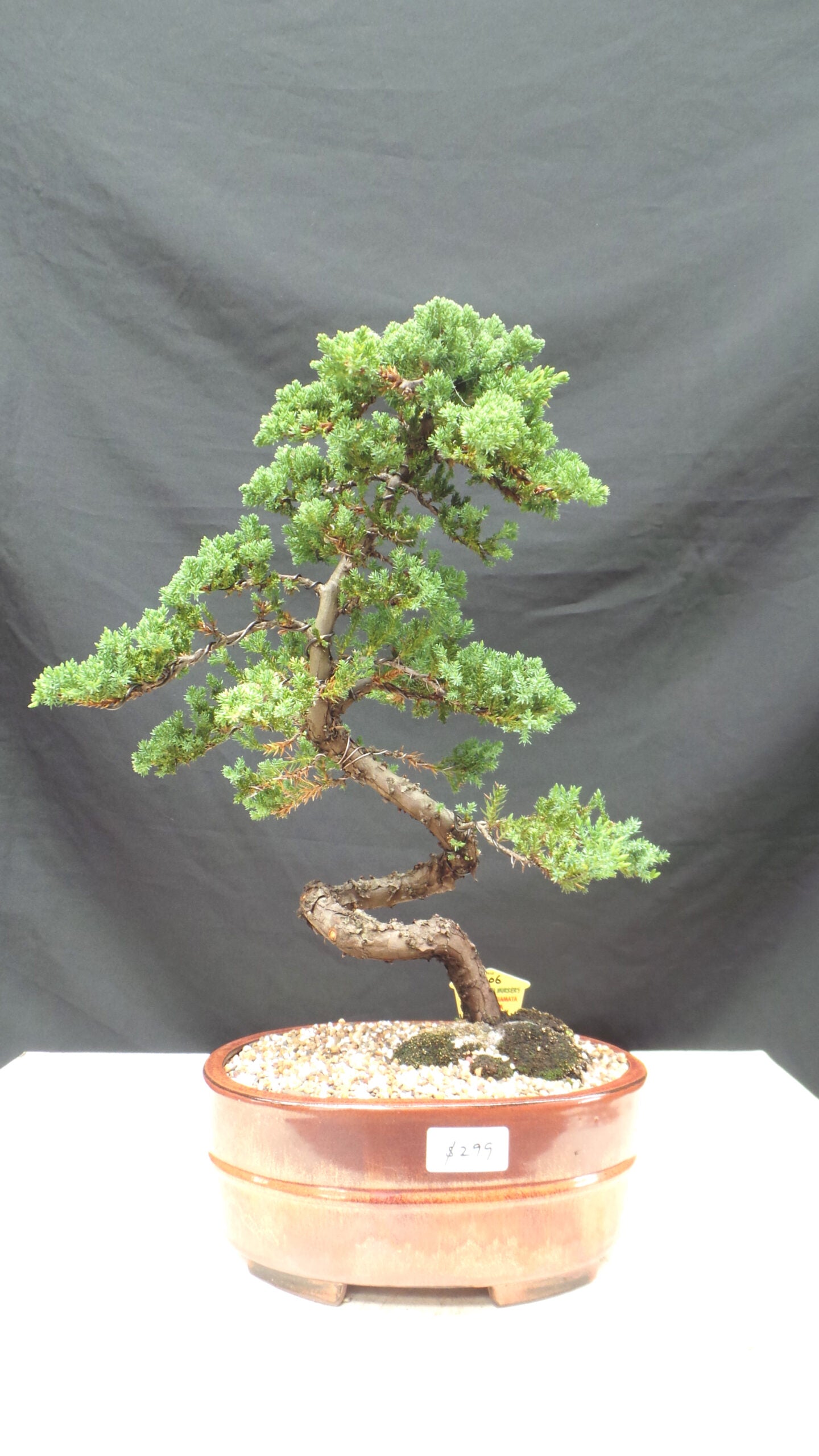 Flaky Juniper prostrata Bonsai (Juniperus squamata)