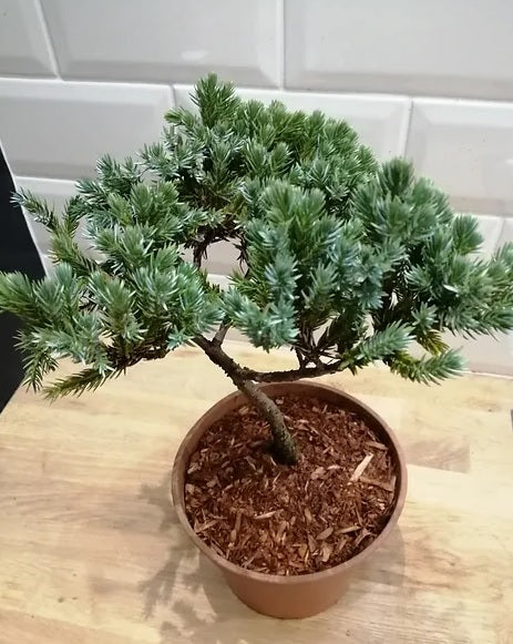 Flaky Juniper prostrata Bonsai starter (Juniperus squamata)