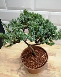 Flaky Juniper prostrata Bonsai starter (Juniperus squamata)