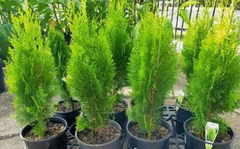 Flaky Juniper Prostrata SYN Pingii (Juniperus squamata)