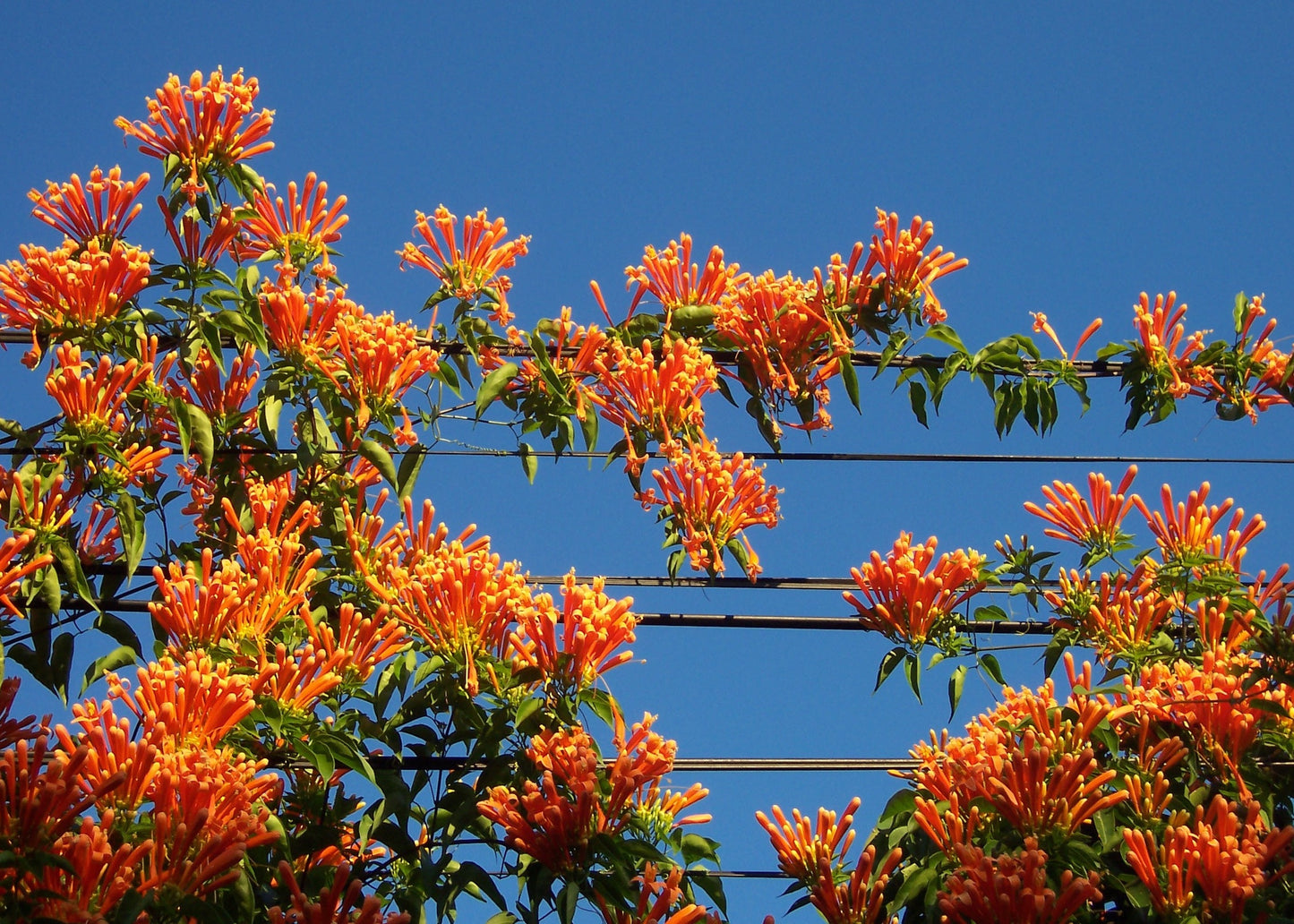 Flame Vine (Pyrostegia venusta)