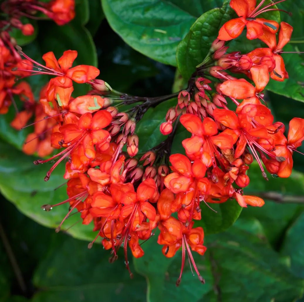 Flaming Glorybower Tripods (Clerodendrum splendens) - Ladybird Nursery