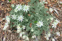 Flannel Flower (Actinotus helianthi)
