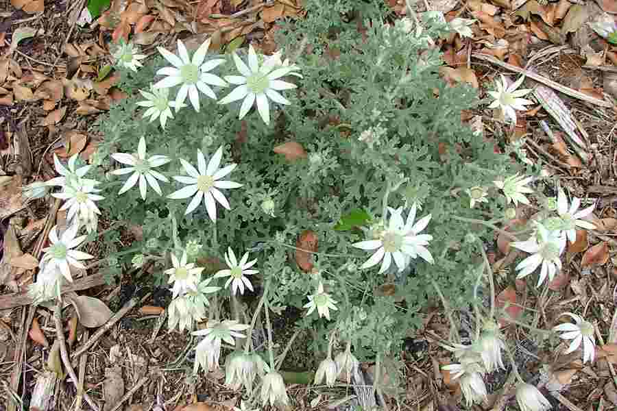 Flannel Flower (Actinotus helianthi) - Ladybird Nursery