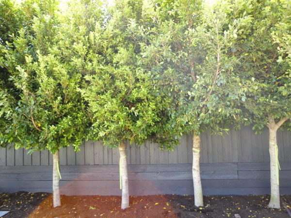 Flash Fig (Ficus microcarpa) - Ladybird Nursery
