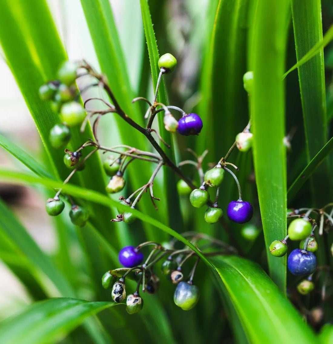 Flax Lily (Dianella brevipedunculata) - Ladybird Nursery