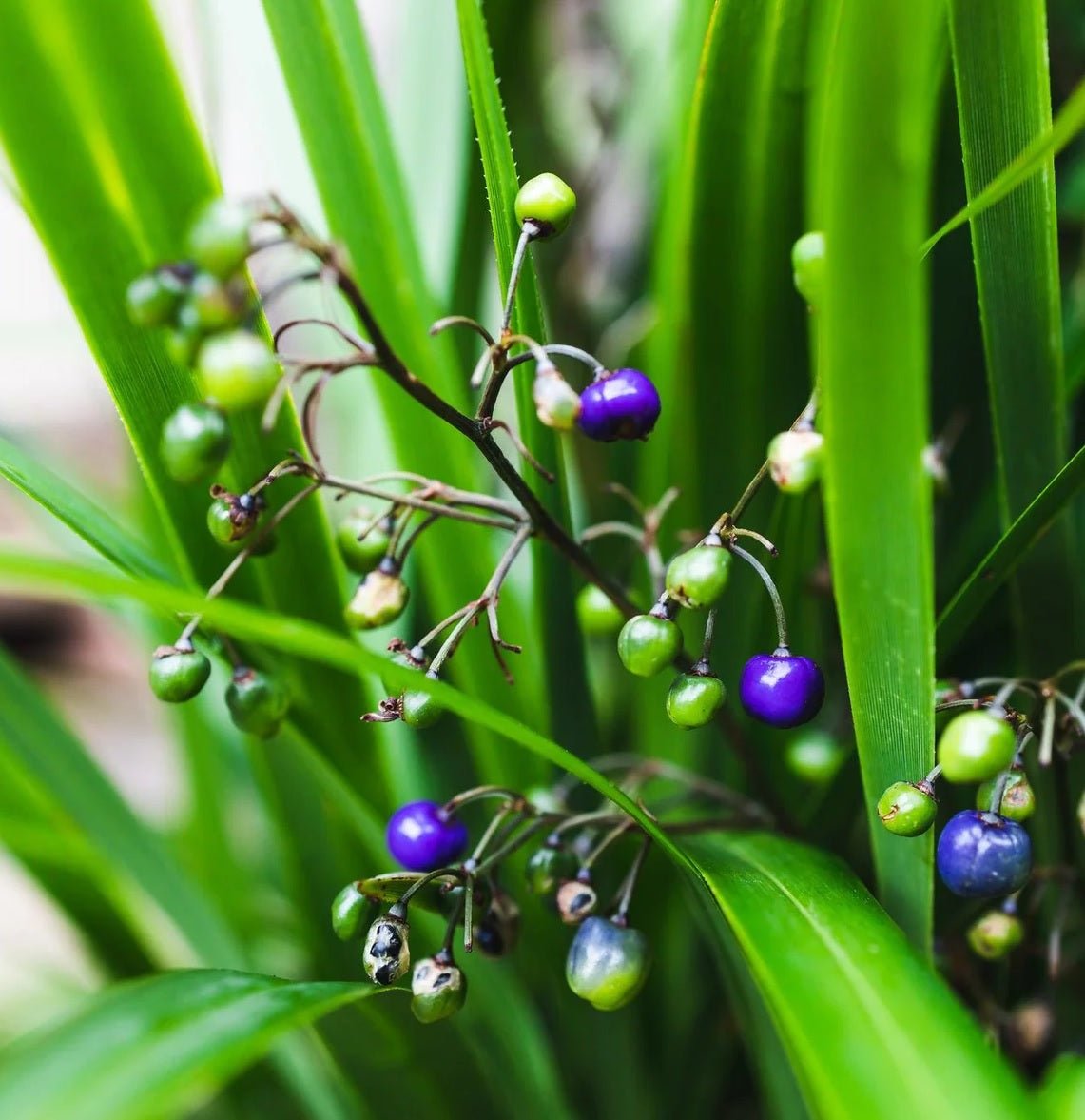 Flax Lily (Dianella brevipedunculata) - Ladybird Nursery