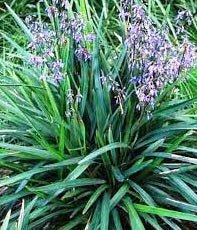 Flax Lily (Dianella caerulea) - Ladybird Nursery