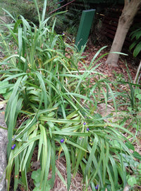 Flax Lily (Dianella congesta)