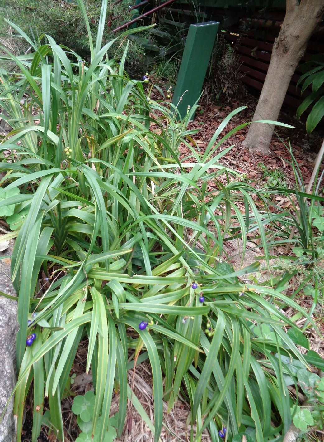 Flax Lily (Dianella congesta) - Ladybird Nursery