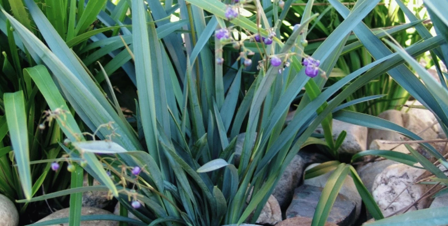 Flax Lily (Dianella Streetscape™)