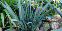 Flax Lily (Dianella Streetscape™)