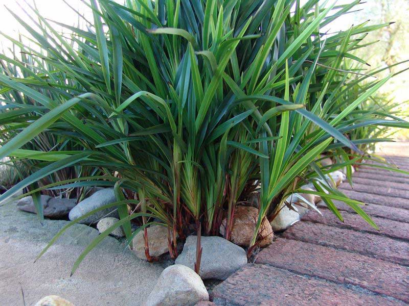 Flax Lily LITTLE JESS™ (Dianella caerulea)
