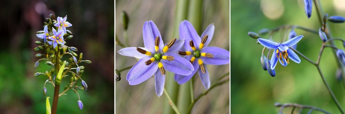 Flax Lily Petite Marie (Dianella revoluta)