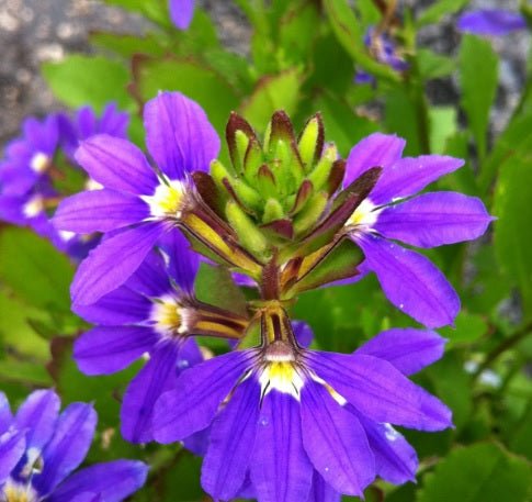 Fan Flower Aussie Salute Blue (Scaevola aemula) - Ladybird Nursery