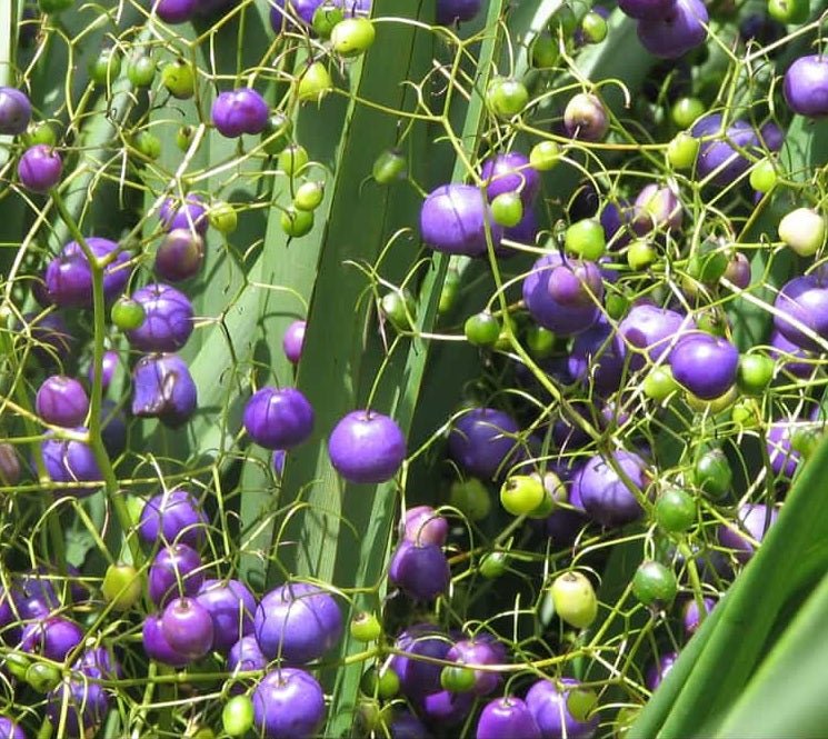 Flax Lily Ripple (Dianella Blue) - Ladybird Nursery