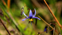 Flax Lily Seaspray (Dianella revoluta)