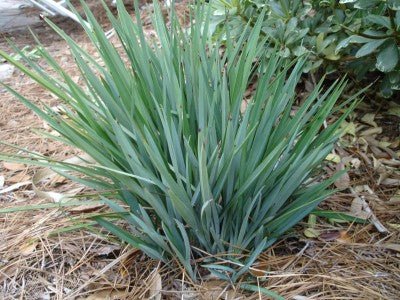 Flax Lily Stream™ (Dianella Blue) - Ladybird Nursery