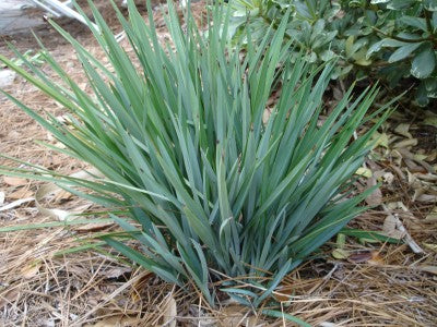 Flax Lily Stream™ (Dianella Blue)