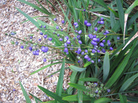 Flax Lily TASRED ® (Dianella tasmanica)
