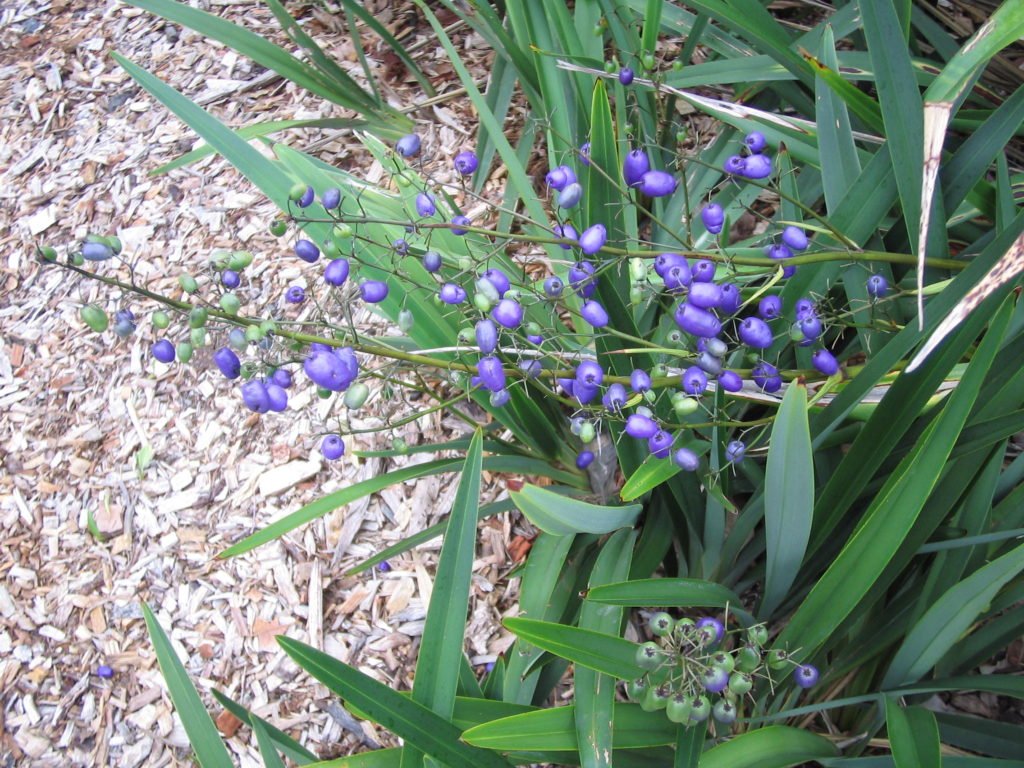 Flax Lily TASRED ® (Dianella tasmanica) - Ladybird Nursery