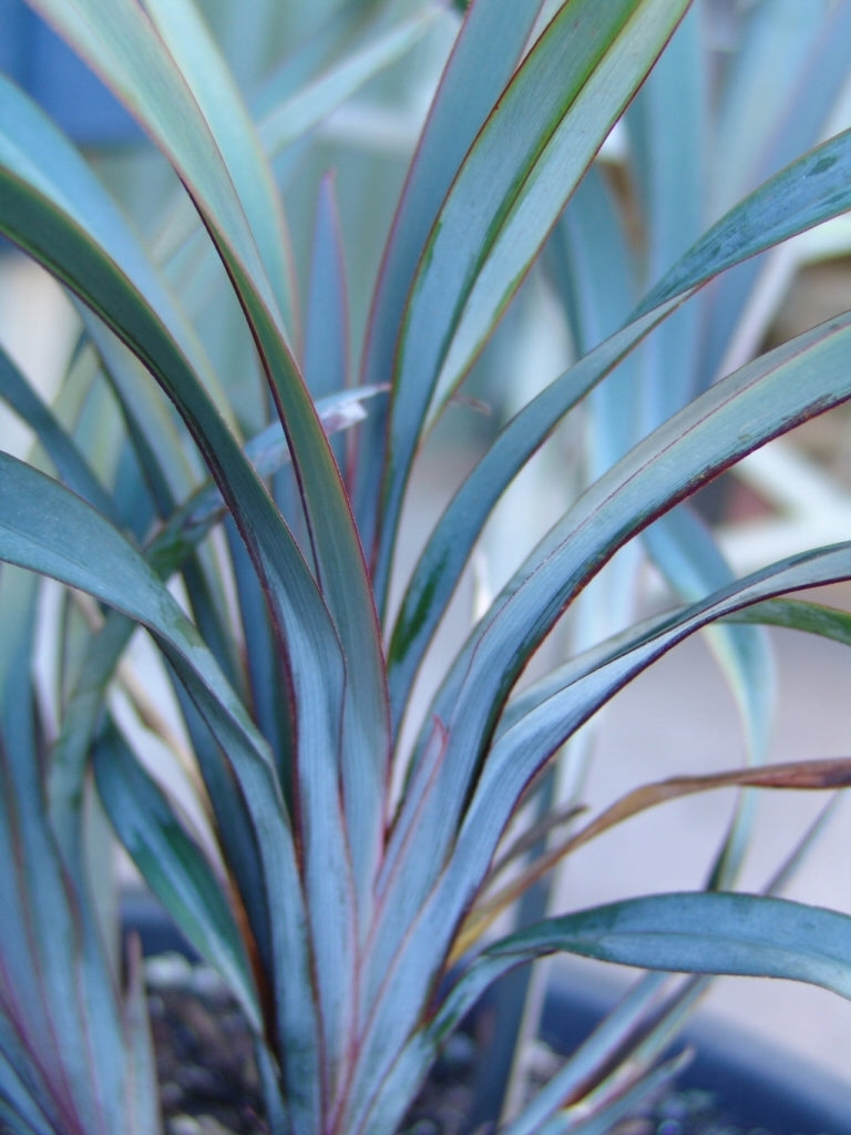 Flax Lily UTOPIA ® (Dianella prunina)