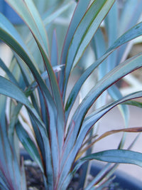 Flax Lily UTOPIA ® (Dianella prunina)