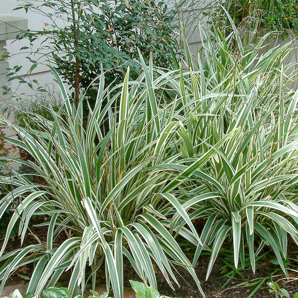 Flax Lily Variegated Form (Dianella spp.) - Ladybird Nursery