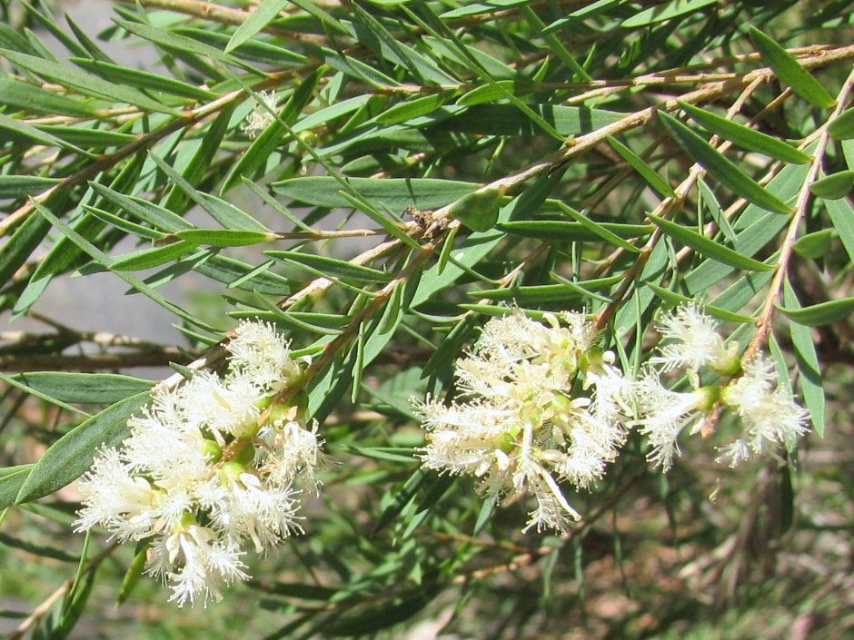 Flax-leaved Paperbark Claret Tops (Melaleuca linariifolia)