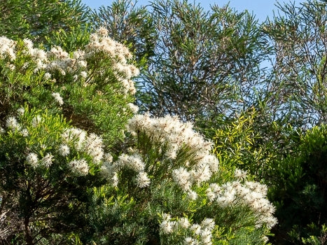 Flax-leaved Paperbark Snow in Summer (Melaleuca linariifolia)