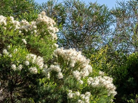 Flax - leaved Paperbark Snow in Summer (Melaleuca linariifolia) - Ladybird Nursery