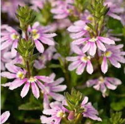 Fan Flower Aussie Salute Pink (Scaevola aemula)