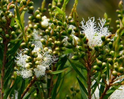 Flax-leaved Paperbark Snowfire (Melaleuca linariifolia)