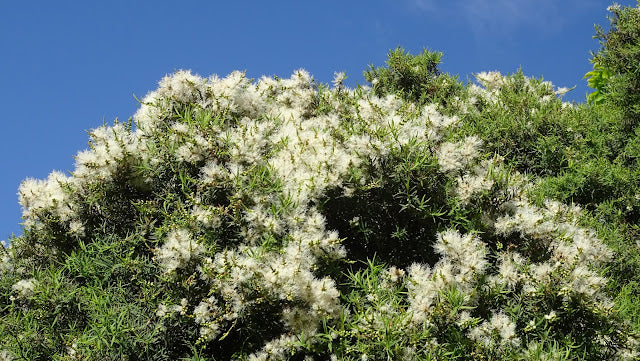 Flax-leaved Paperbark Snowstorm (Melaleuca linariifolia)