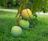 Florigon Mango Tree - Ladybird Nursery