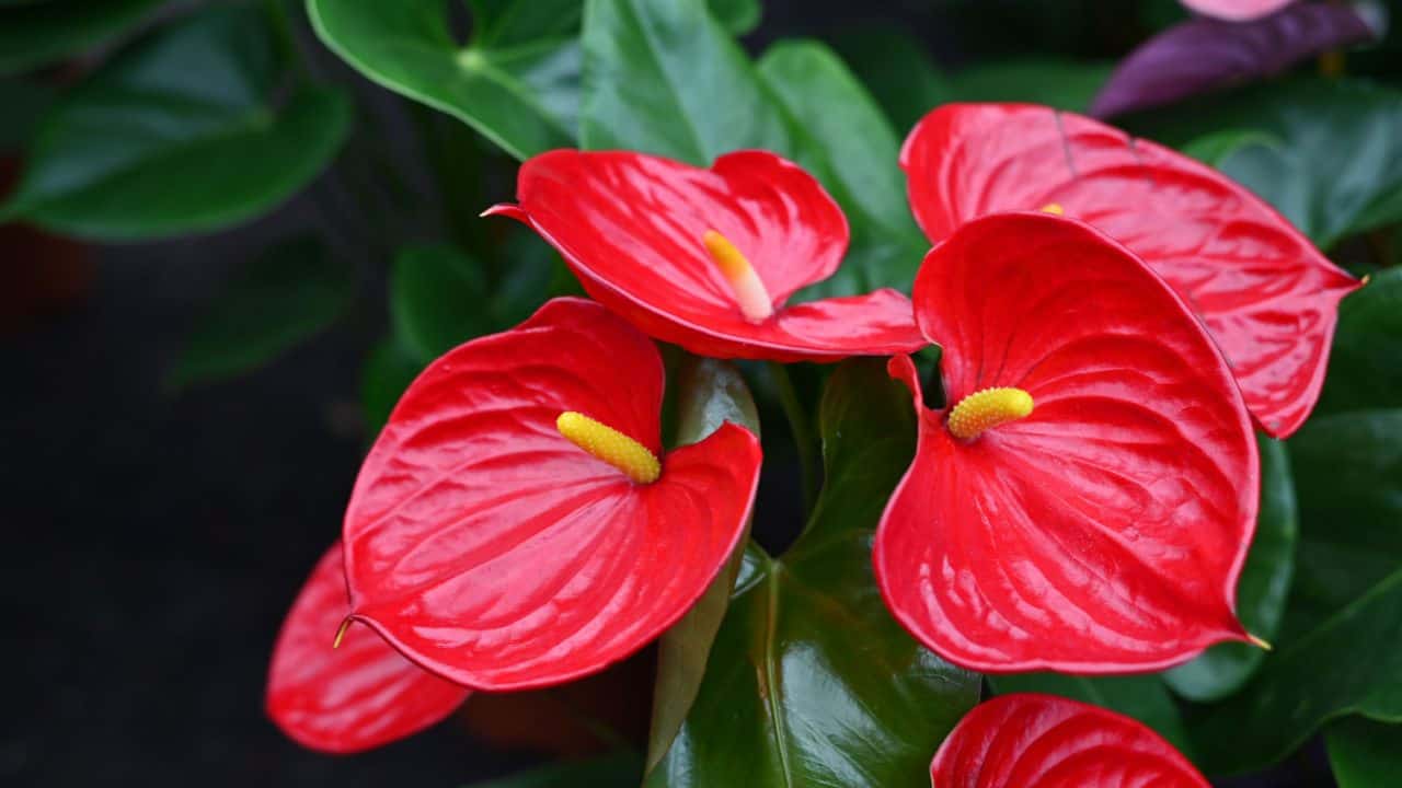 Flowering Anthuriums