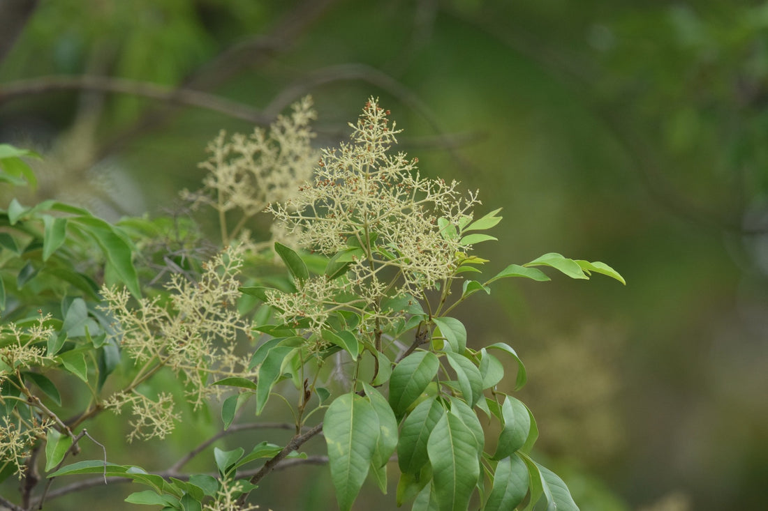 Flowering Ash (Fraxinus griffithii) - Ladybird Nursery
