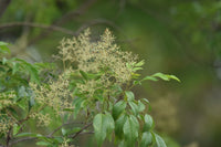 Flowering Ash (Fraxinus griffithii)