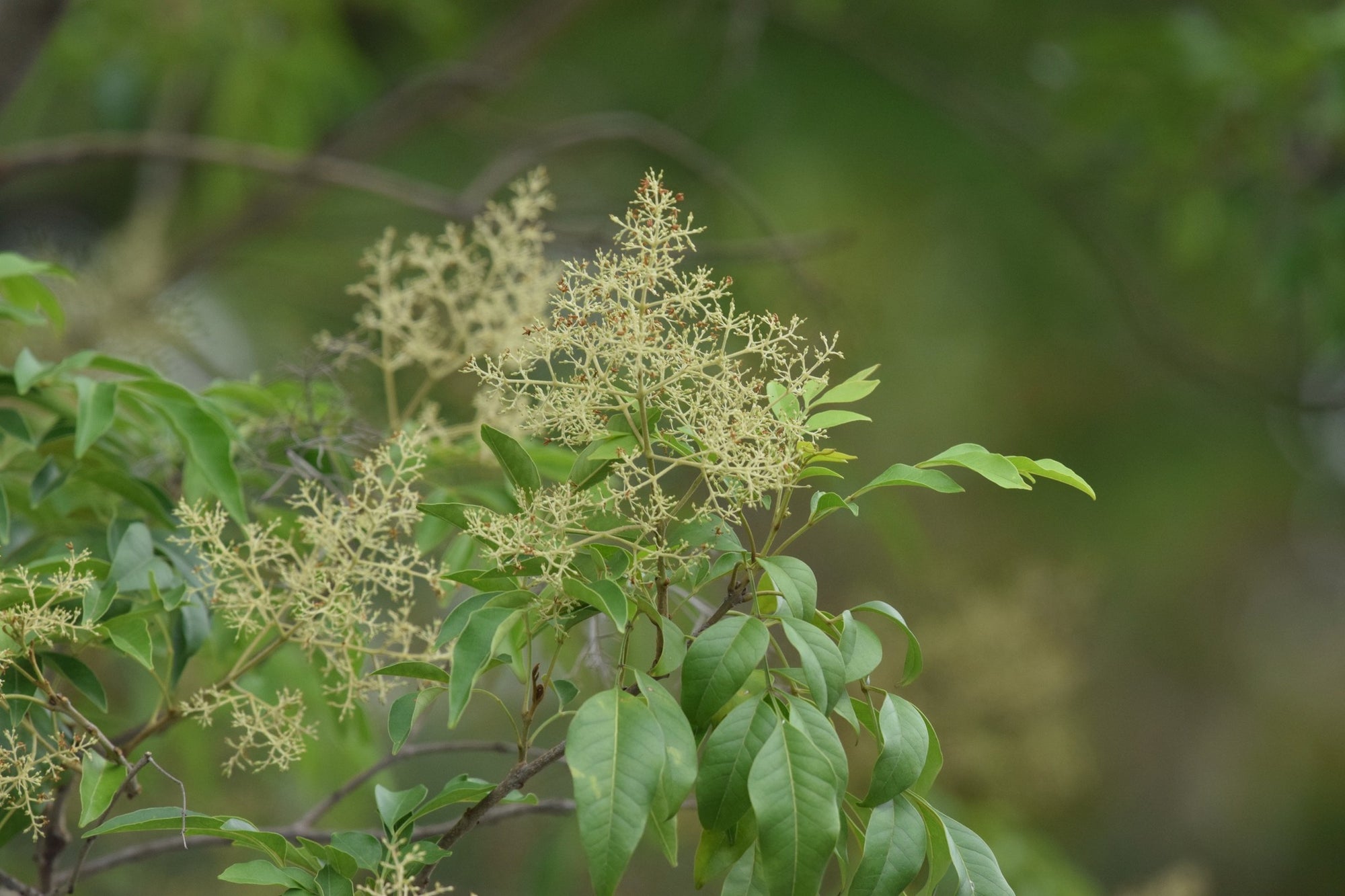Flowering Ash (Fraxinus griffithii) - Ladybird Nursery
