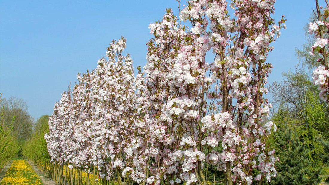Flowering Cherry Amanogowa Erecta (Prunus) - Ladybird Nursery