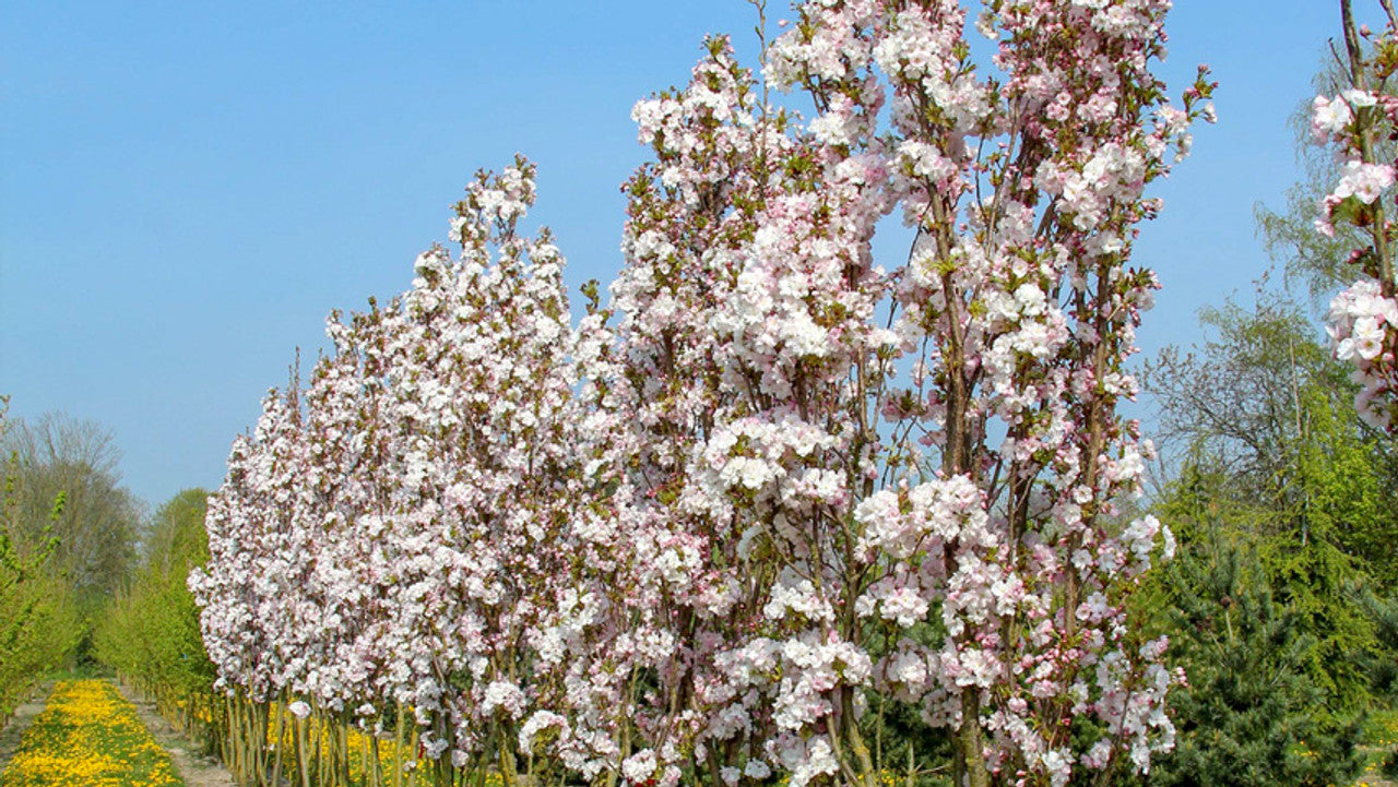 Flowering Cherry Amanogowa Erecta (Prunus)