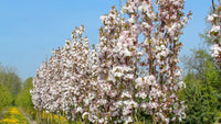 Flowering Cherry Amanogowa Erecta (Prunus)