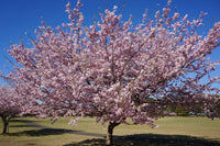 Flowering Cherry Autumnalis (Prunus subhirtella)