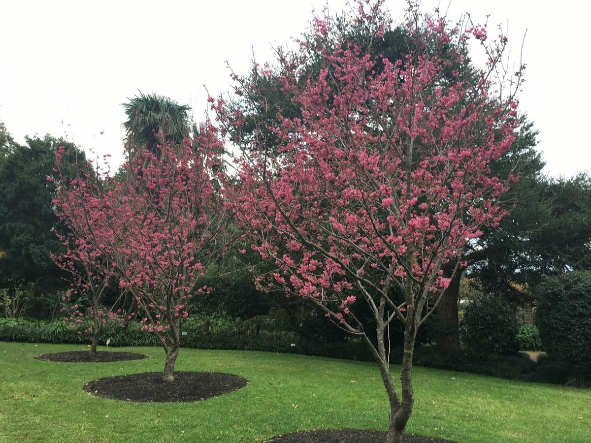 Flowering Cherry J H Veitch (Prunus cerasus)