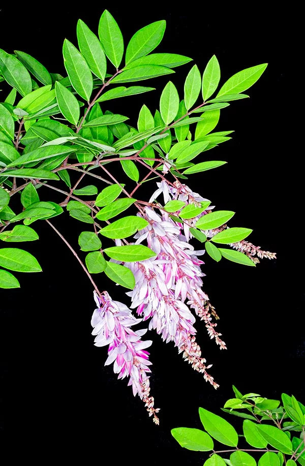 Indigo (Indigofera decora)