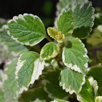 Swedish Ivy (Plectranthus oertendahlii)