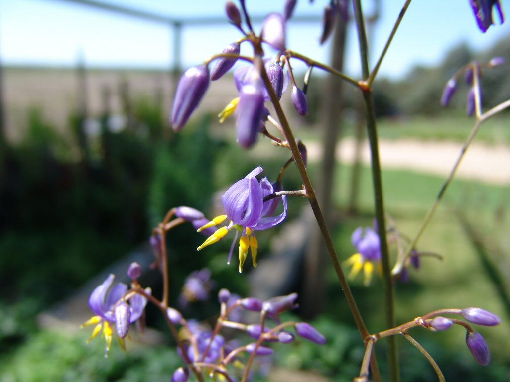 Flax Lily BREEZE ® (Dianella caerulea)