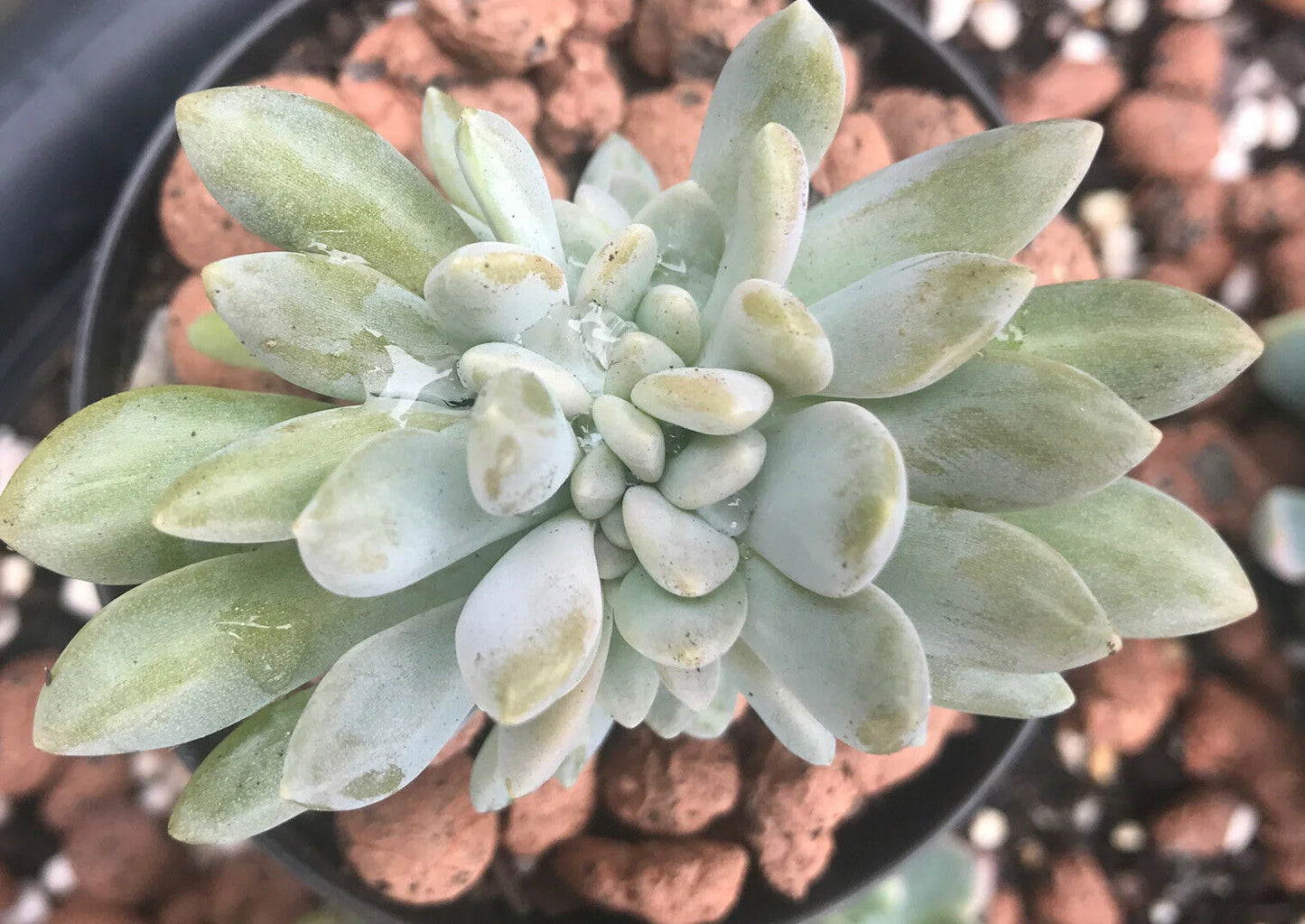 Pachyveria Elaine Wright (Pachyveria)