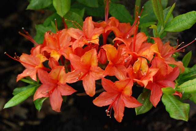 Azalea coccinea - Ladybird Nursery