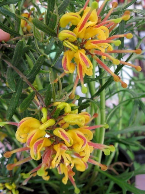 Grevillea Lemon Daze - Ladybird Nursery